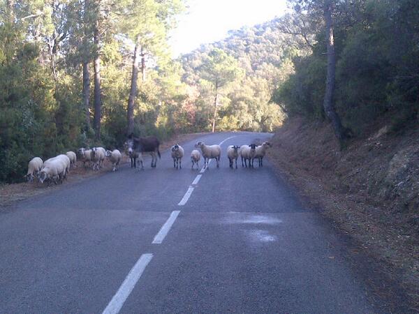 DanMartin86's tweet photo. Roadblock seemed well organised. They didnt want to move either. The donkey was definately the boss. http://t.co/flzDvCwo4l