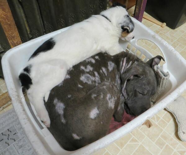 PUP Minnesota tweet media