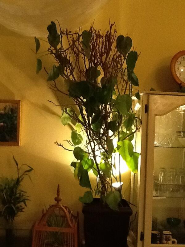 Tama Tanaka モンステラ をikeaで買ってかれこれ5年 何故か新しく生えてくる葉っぱにはギザギザ切れ込みがなくって タダの巨大へデラ状態 ナンデ ギザギザあってのモンステラ なのに 復活方法どなたか教えて Http T Co Lw2mpzhwxu