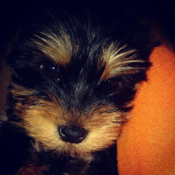 TamaPulido's tweet photo. Carmelo http://t.co/uXAS9jzj4h