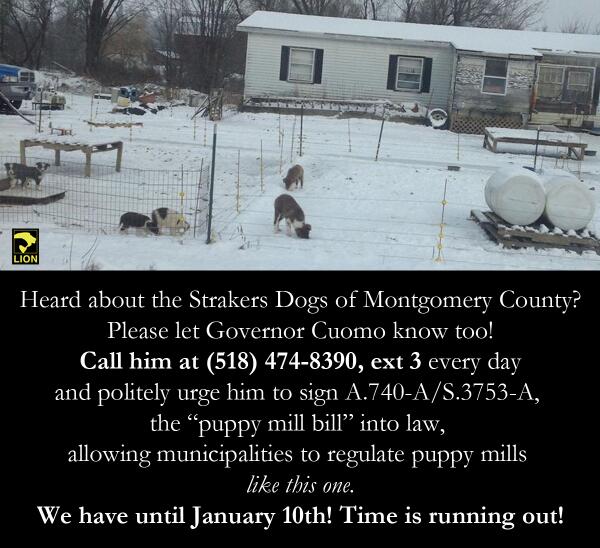 DuckDefenders's tweet photo. #NY, please ask @NYGovCuomo to help local municipalities regulate puppy mill conditions so THIS doesn't happen again: http://t.co/N5eicuE3Vl