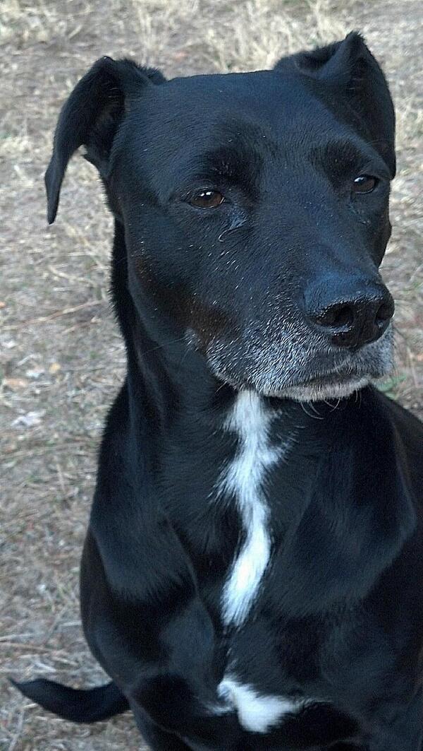 Luckydog414's tweet photo. My distinguished look.. #dogs #pitmix #seniordog #itsadogslife http://t.co/EcLqm3xN3H