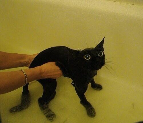Vagellie's tweet photo. Wet pussy http://t.co/EeHehcNgNM