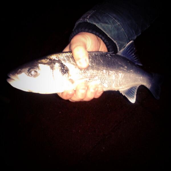 Kateeli92's tweet image. My first fish! A whiting!! Xx