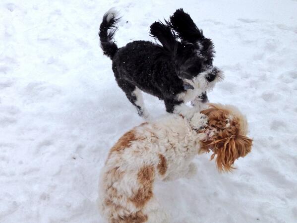 k_clemence13's tweet photo. Zoey had so much fun on her play date she thought she could fly! #Dumbo http://t.co/XYbYwz1JrS