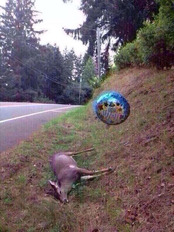 dustinlynch's tweet photo. In honor of deer season coming to an end...until fall 2014 ... http://t.co/6cb97j77oK