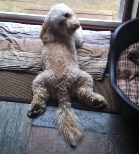 Baileycockapoo's tweet photo. #bailey #sexdog #cockapoo #dogposition http://t.co/a2mr5V6lUZ