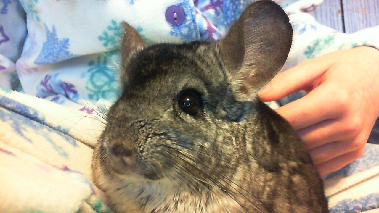 Embedded image permalink