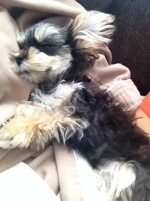 Snuggle day with this fuzzy gremlin fifi ❤️🐶 http://t.co/tjpHdknWmj<a href="/tag/mytwitteranniversary"class="tags"><span>#mytwitteranniversary</span></a>