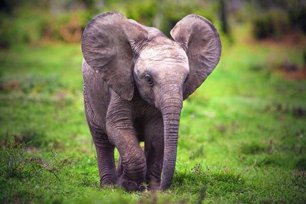 Baby Elephant