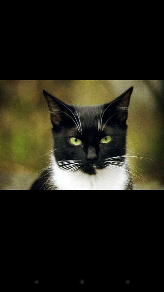 ((Turning into a male cat named coal))