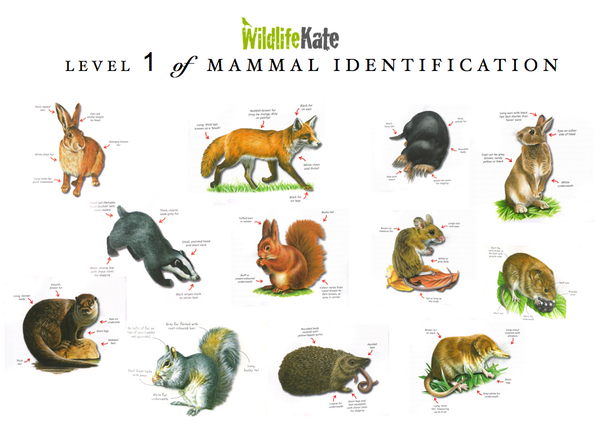 katemacrae's tweet photo. Would YOU be able to achieve Level 1 Mammal ID? @Mammal_Society http://t.co/Vow7YVp1XL