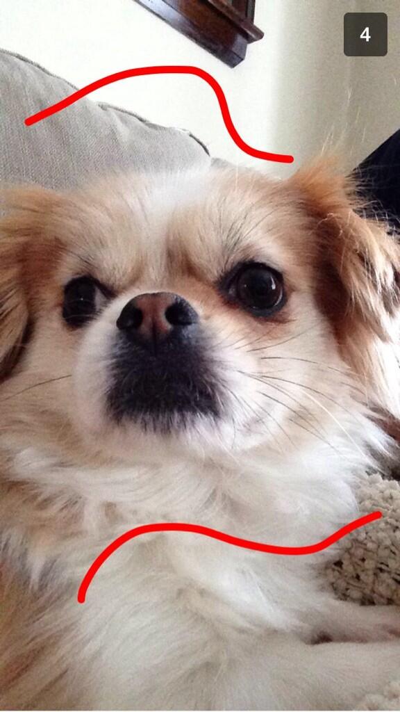 teddy doge tweet media