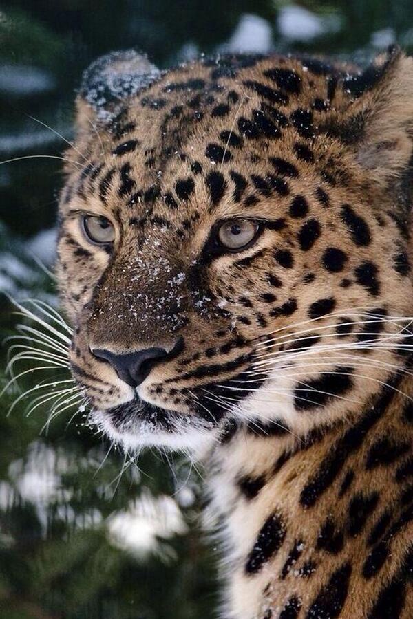 somehamad tweet picture