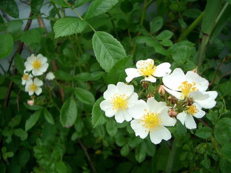 花言葉ラボ ノバラ 野薔薇 の花言葉 詩情 才能 天才 痛手からの回復 T Co Zdy55ptwrb Twitter