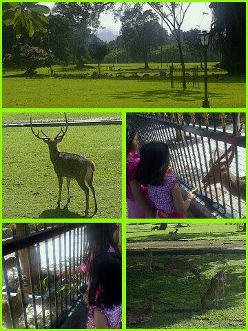 kidsfuntime's tweet photo. Spot asik pagi ini: feeding the deers di Istana Bogor #BogorforKids. Beli wortel+bayam 14 ikat Rp1000/ikat. http://t.co/3fpQ5Po1Pz