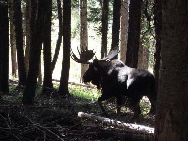 Crazy awesome!  #hunting #moose