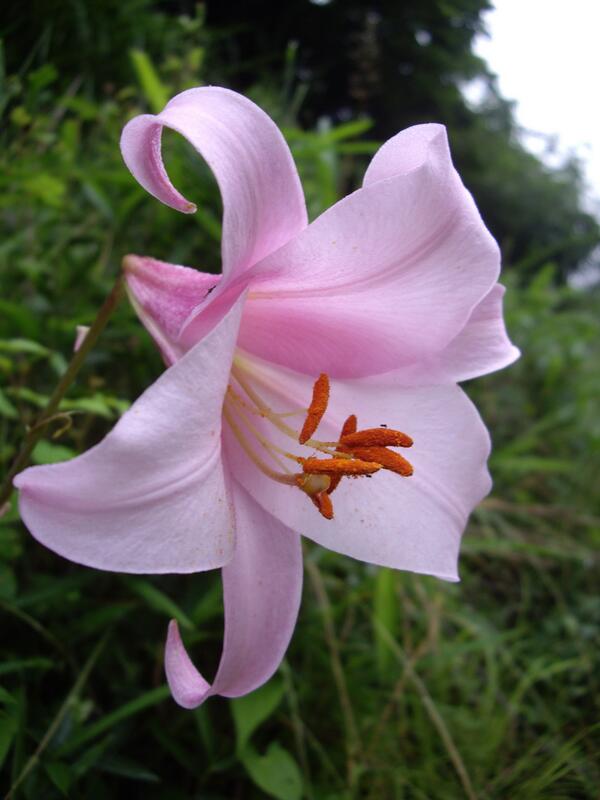 這10種日本原生百合花 你認識幾種 日本訊息