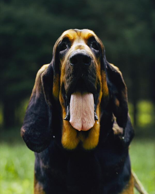 NatGeoAnimals's tweet photo. With 400 breeds & counting, the dog is more varied in size & behavior than any other species! #ScienceofDogs at 8/7c! http://t.co/QbVh0zxgh7
