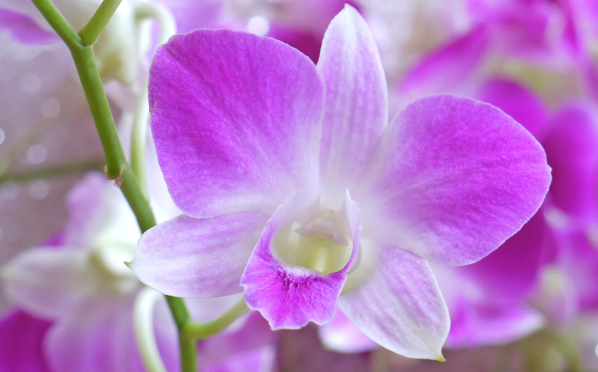 توییتر 花言葉ラボ در توییتر デンファレの花言葉 お似合いの二人 わがままな美人 魅惑 有能 美人 T Co Gynpfg1vdc