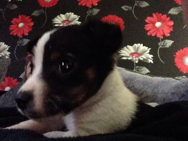 magneybenson's tweet photo. Ma little buddy http://t.co/5hE0B2KcjO