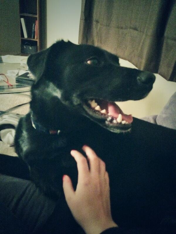 jpharris2017's tweet image. I just want you to love me!! #thingsmydogwouldsay