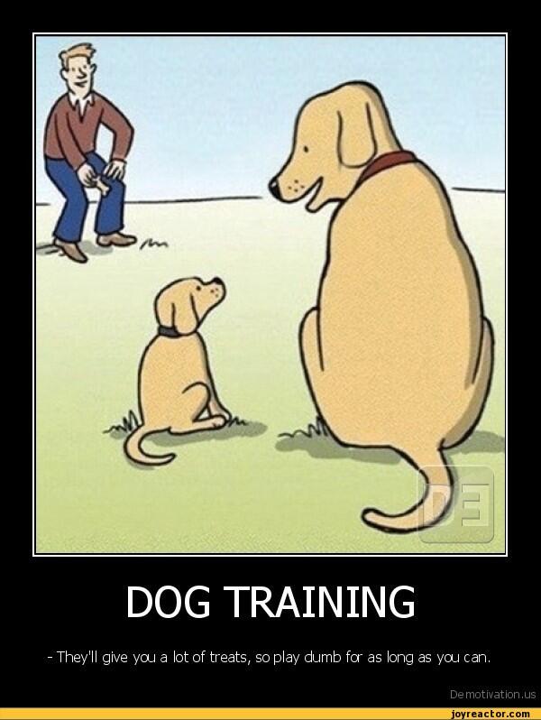 TXDogTraining's tweet image. # txdogtraining