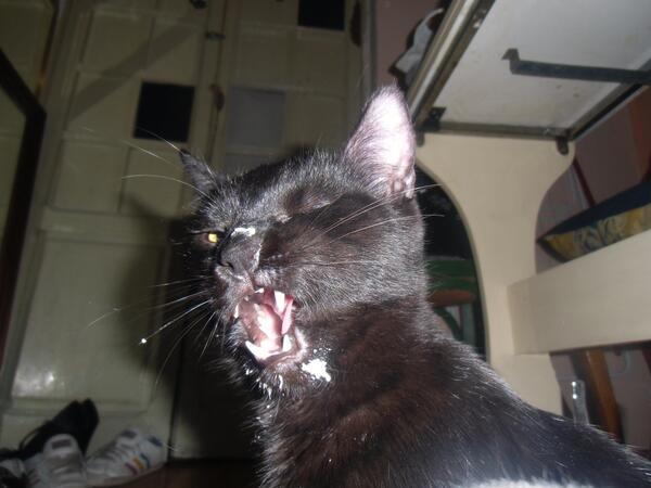 sara_mondaray's tweet photo. @JorgeDelXafe @isiiita3 @Bea_utiifull @MeriMorenah @aitor6360 @Rocio_monda  Mi gato fotogenico http://t.co/r1pvFaofkj