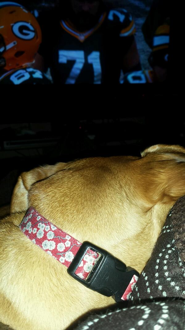 MissKellBell22's tweet image. My #PackerGame cuddling buddy #shewatchesfootball #GoPackGo