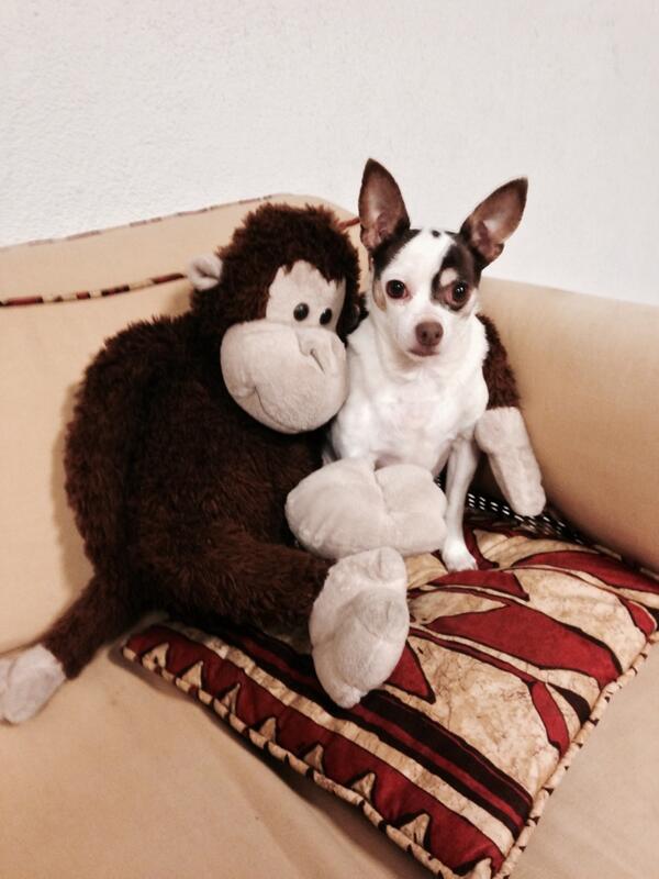 salvajemonroy's tweet photo. Con mi amigo Mejicano Pachas!! Me esta presentando a sus amigas perras de Beverly Hills 👍🐵🐶 http://t.co/QoVlxsYlcy