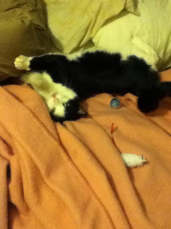 xLeahEv's tweet image. #crackcat