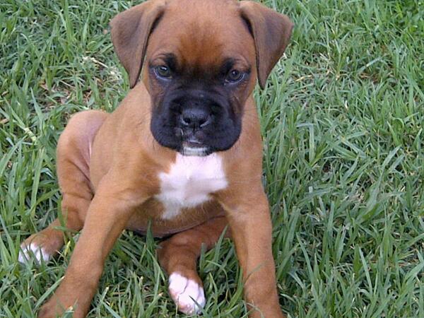 Nuutste toevoeging tot die Koen gesin<3Miela<3 #oulikstegesiggie#opvreetbaar.