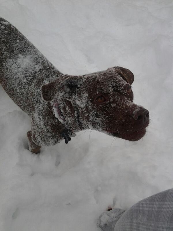 Stephanie meyer tweet media