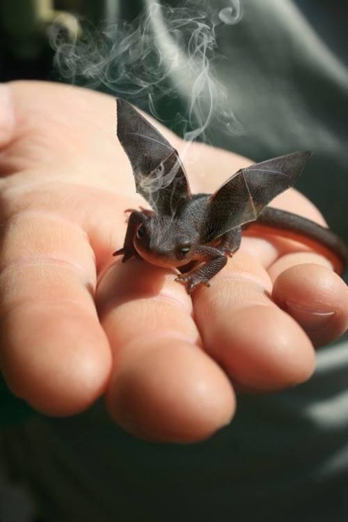 aneurinBarnard's tweet photo. I really really want one of these http://t.co/wctDV62bPg