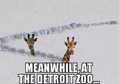 Sarah__Light's tweet image. #michiganproblems