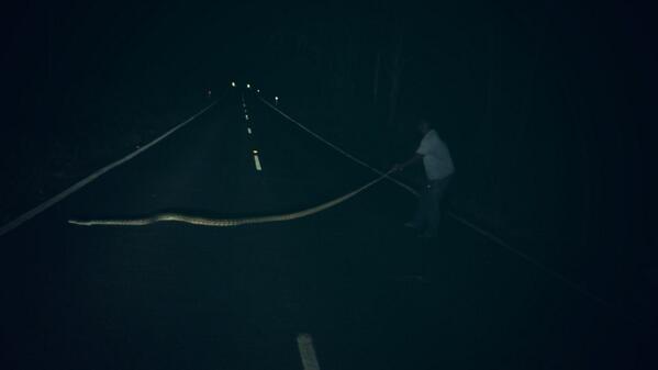 Check out the size of this beautiful python we can across on the road to Cairns at 2am this morning