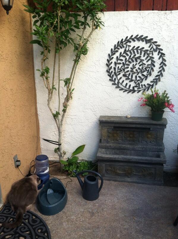 vskillcat's tweet image. My #cat and i enjoy his outdoor accommodations! #notmessy #cleanontheinside