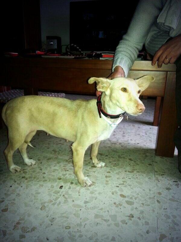 Refugio Kimba tweet media