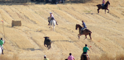 Toro soltado en Escariche procedente de Diego Valladar y David Ecija @torosyfiestas