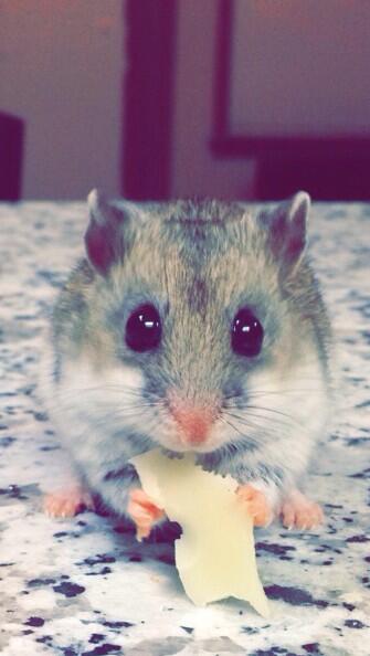 Hamstaboi's tweet photo. Happy new semester peeps. ✌️🐭 http://t.co/v9eHOGsRxx