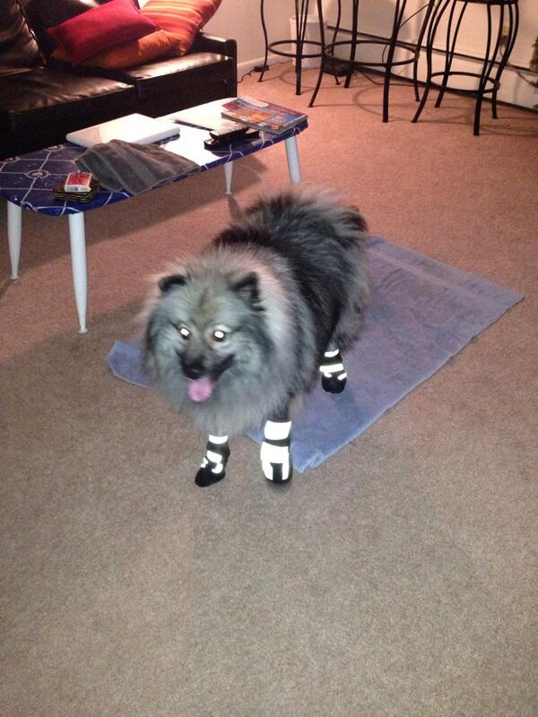 GayTed's tweet photo. Favorite time of the year was crushed by stupid snow salt burning my feet.  Then this happened... #Keeshond #Smh http://t.co/DzuvaOCfaq