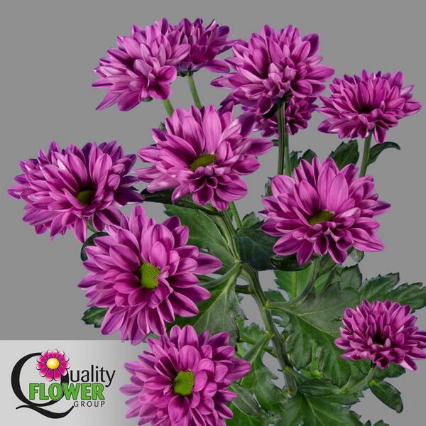 Kiepflower tweet media