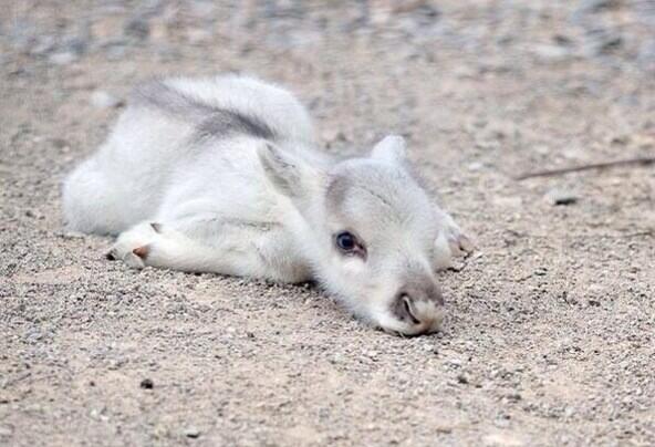 Lazy Baby Reindeer