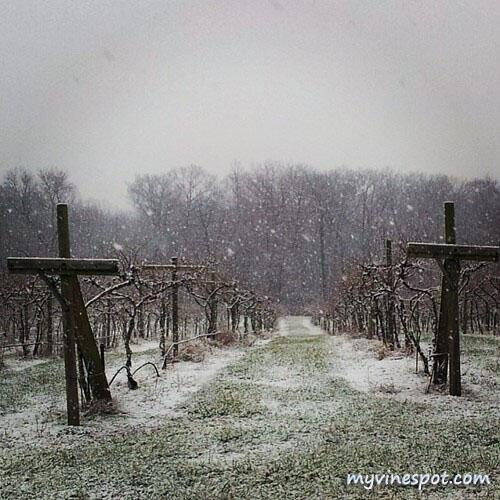Snowfall in the #vineyard at <a href="/wineatlostcreek/">Lost Creek Winery</a> in #vawine country.