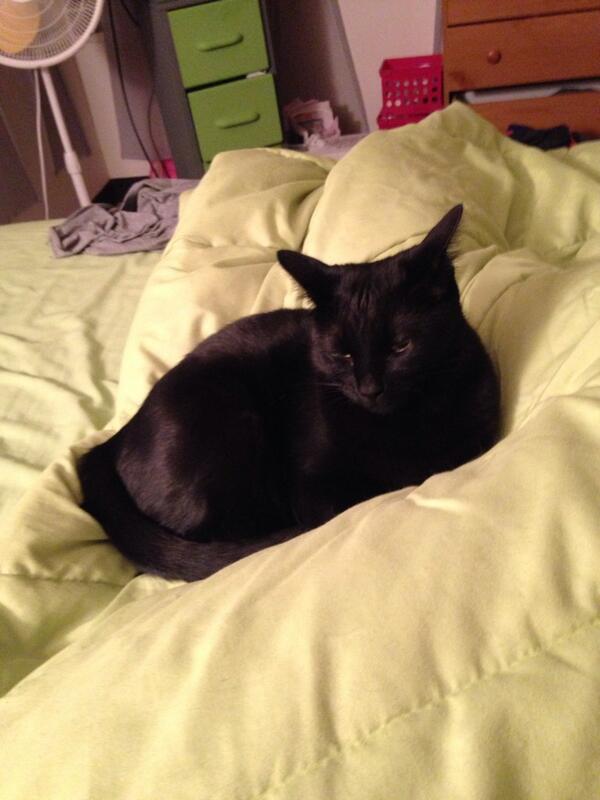 steffweber41's tweet photo. My Mazie always senses when something is wrong and snuggles up next to me. #cheerup #catintuition http://t.co/EBsUsRxz1i