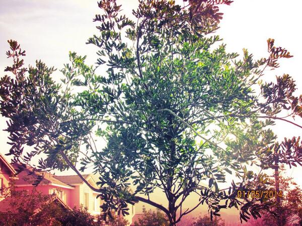 PapiD_ tweet picture
