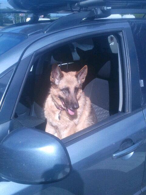 Pampered__Paws's tweet photo. "@PeeBee174: "Mom, I'll sit in front while you http://t.co/Kd0qVJql0C can sit in the back with the other dogs." http://t.co/zTjKKZ4SsV"