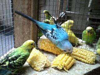 Burung Parkit Yogya On Twitter Stok Burung Parkit 6 Januari 14