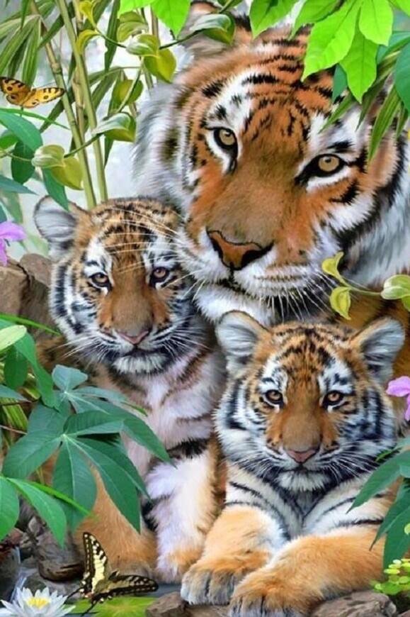 zol_aid's tweet photo. Шилдэг гэр бvлийн зураг. Vнэхээр гое поозолсон байна бvгдээрэй🐅🐯 http://t.co/adbiAlSY3v