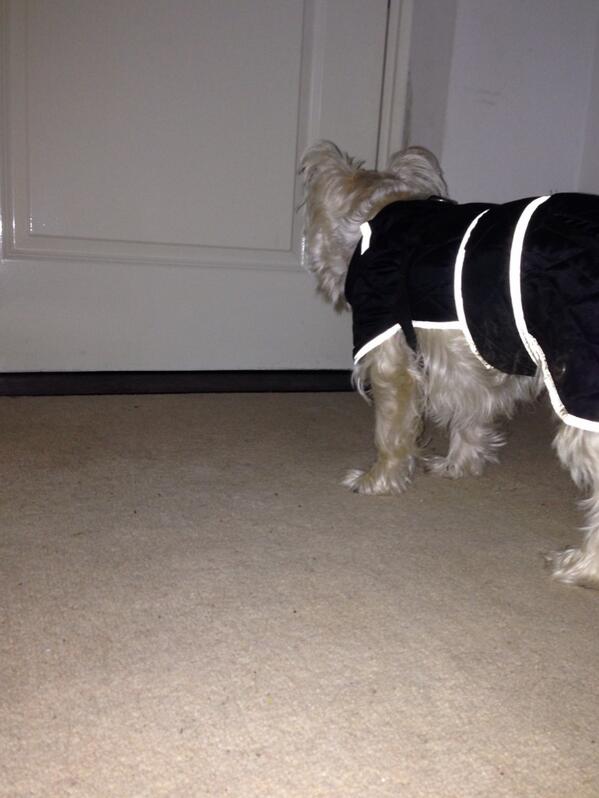 GavWonna's tweet image. Do I really want to go out in the rain? According to this chap I do 🐶 #Boogles